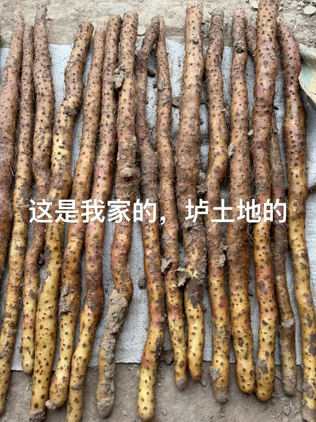 有人在等我家山药采挖吗?终于要霜降了