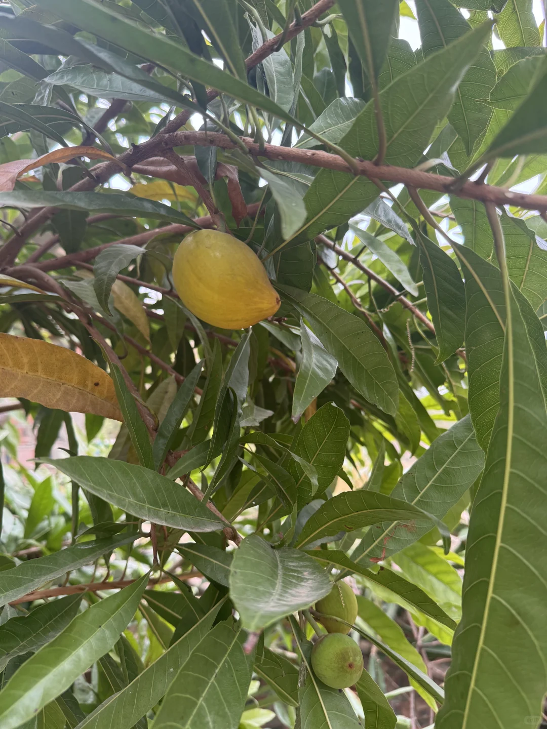 广西真的能种好多水果！！