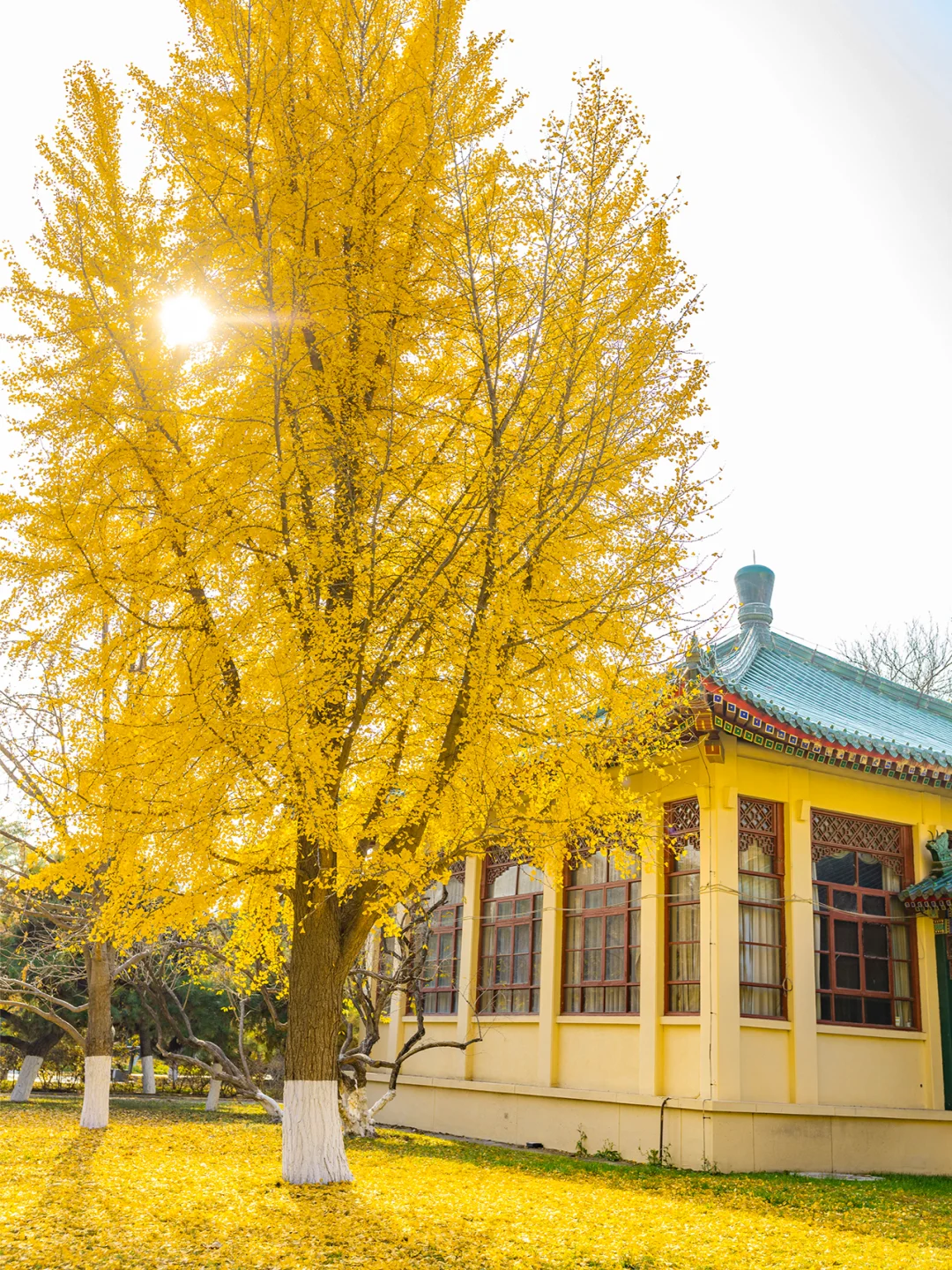 11.19全国农业展览馆｜打卡北京最后的秋天