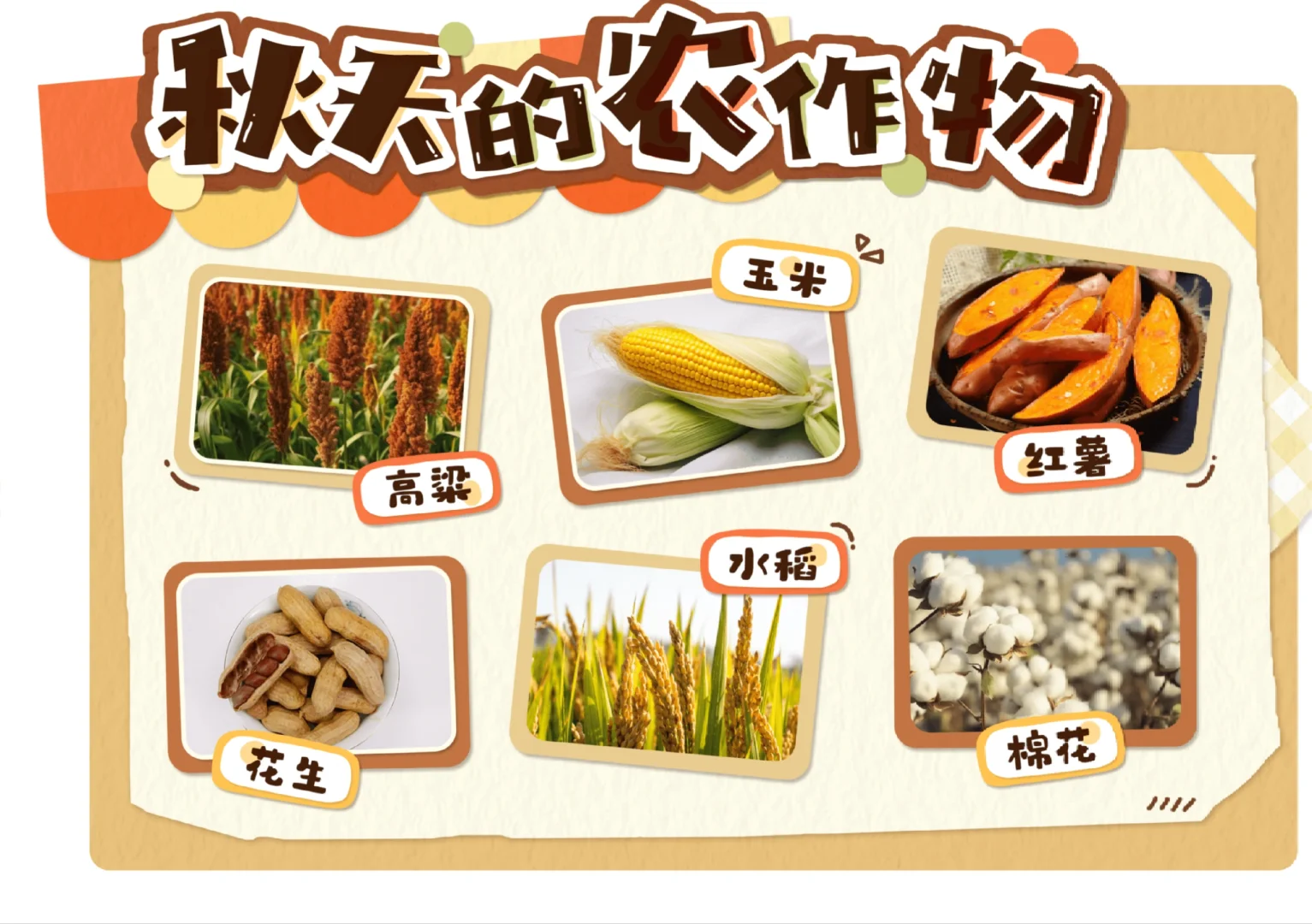 秋天的农作物、水果