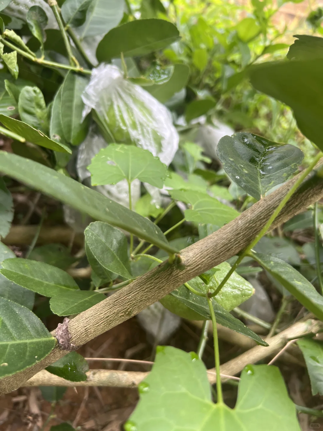 丰收的季节～各种水果