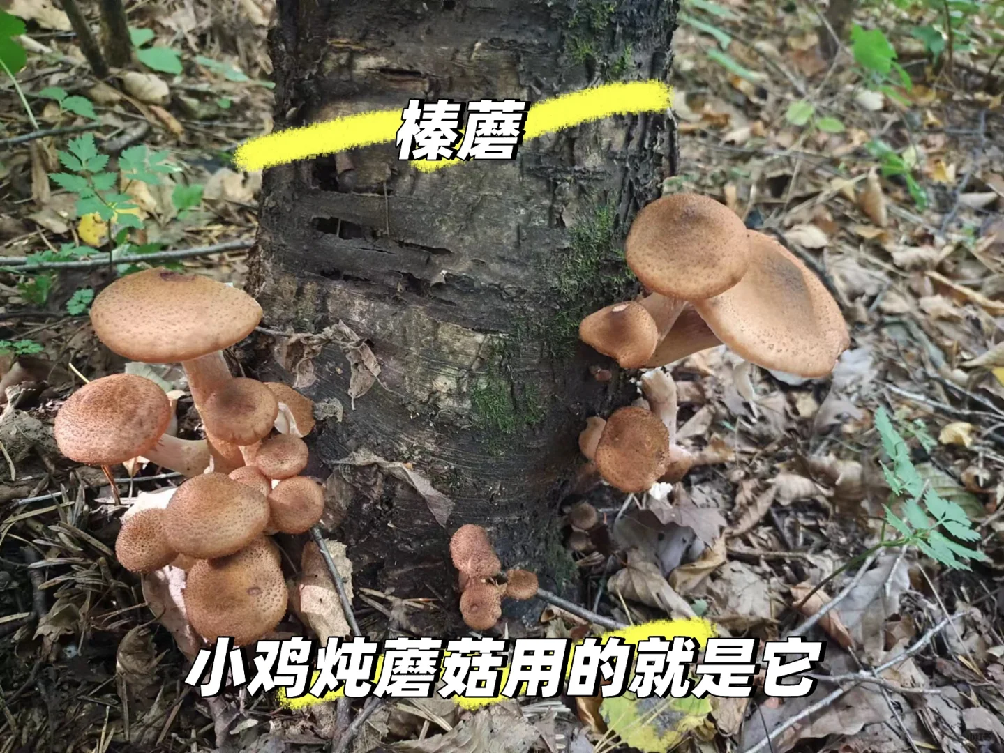 你不知道的长白山林业人