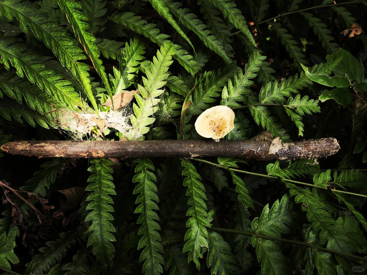 林业调查除了累，其他都挺好