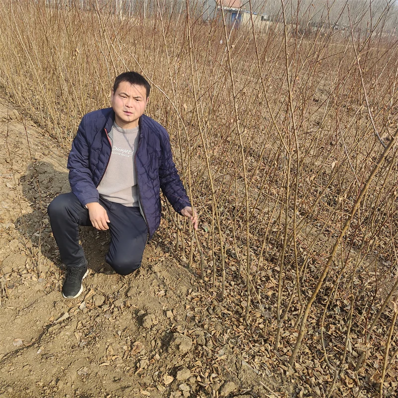高抗病水蜜桃苹果苗，打造高效种植模式？