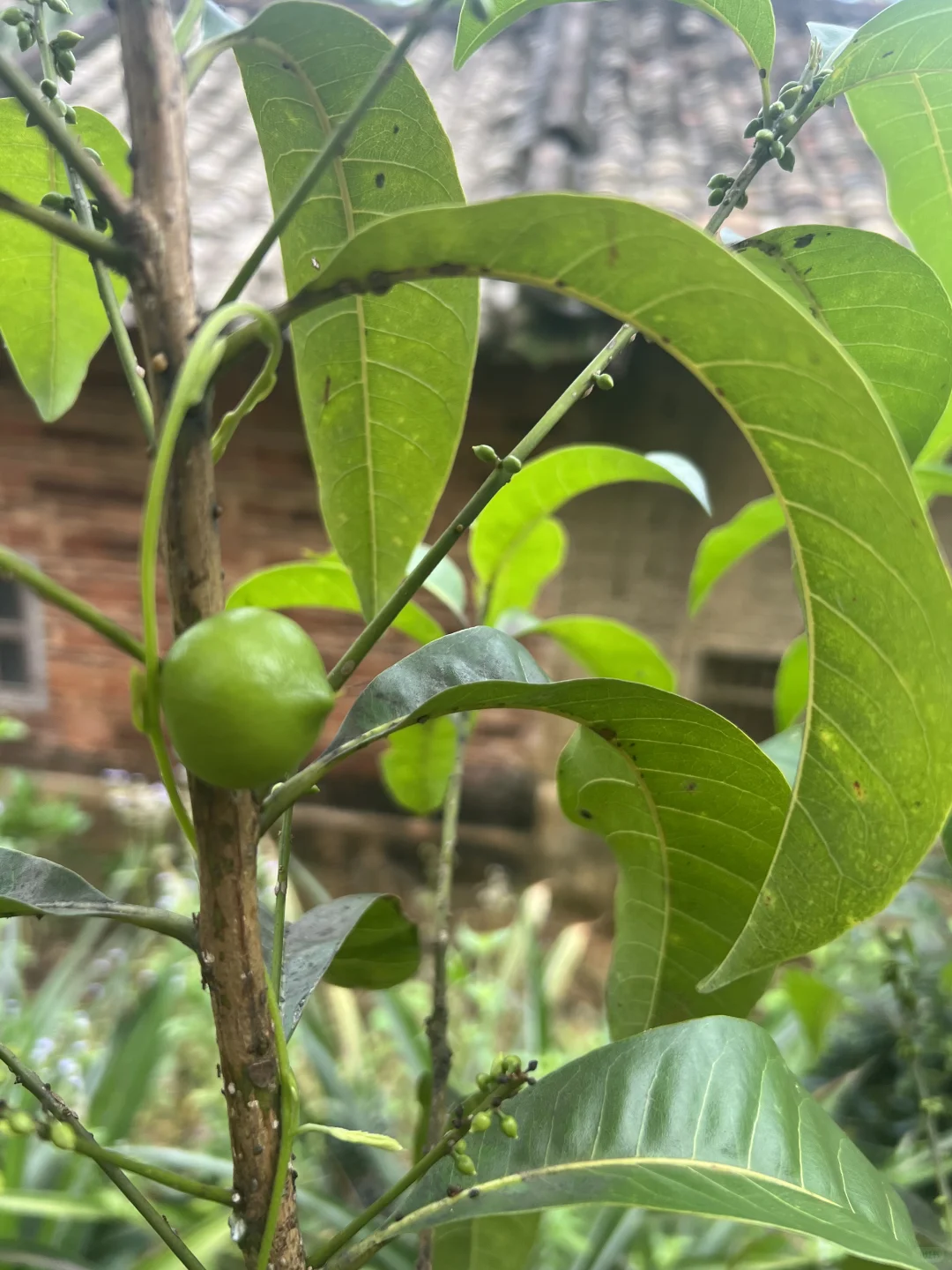 丰收的季节～各种水果