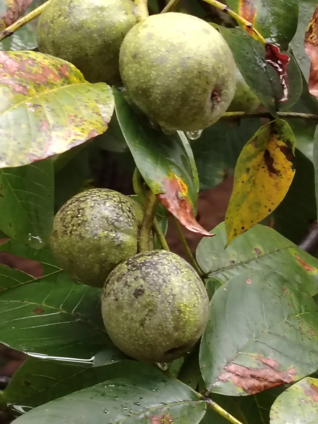 硕果累累的季节