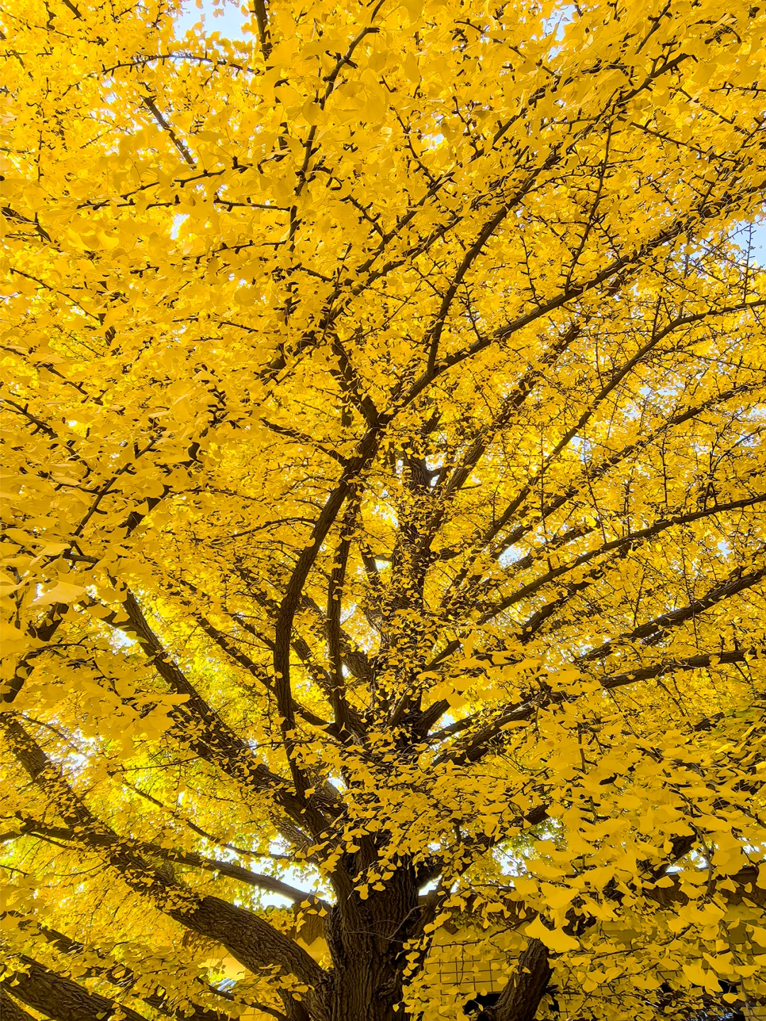 11.19全国农业展览馆｜打卡北京最后的秋天