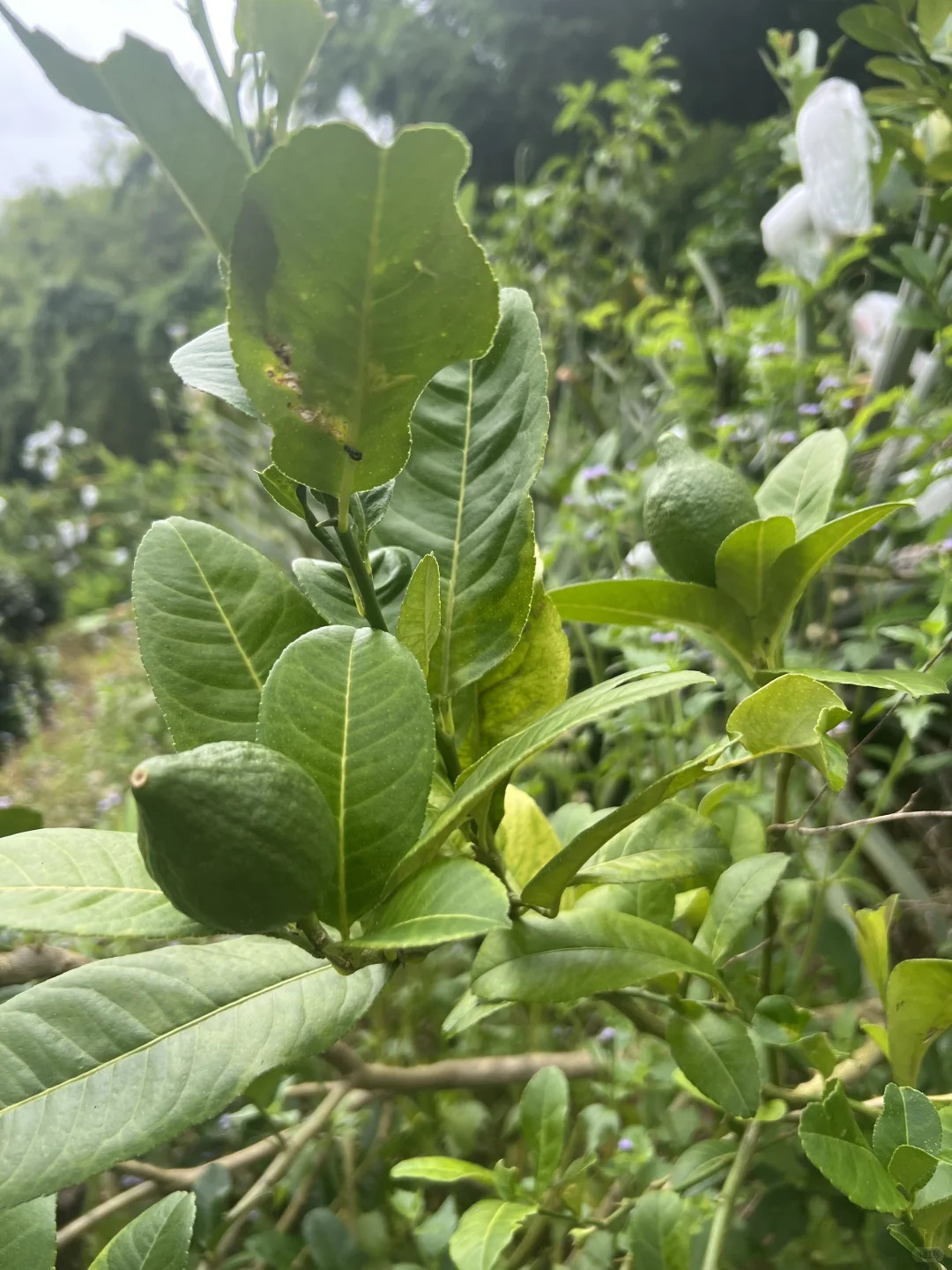 丰收的季节～各种水果