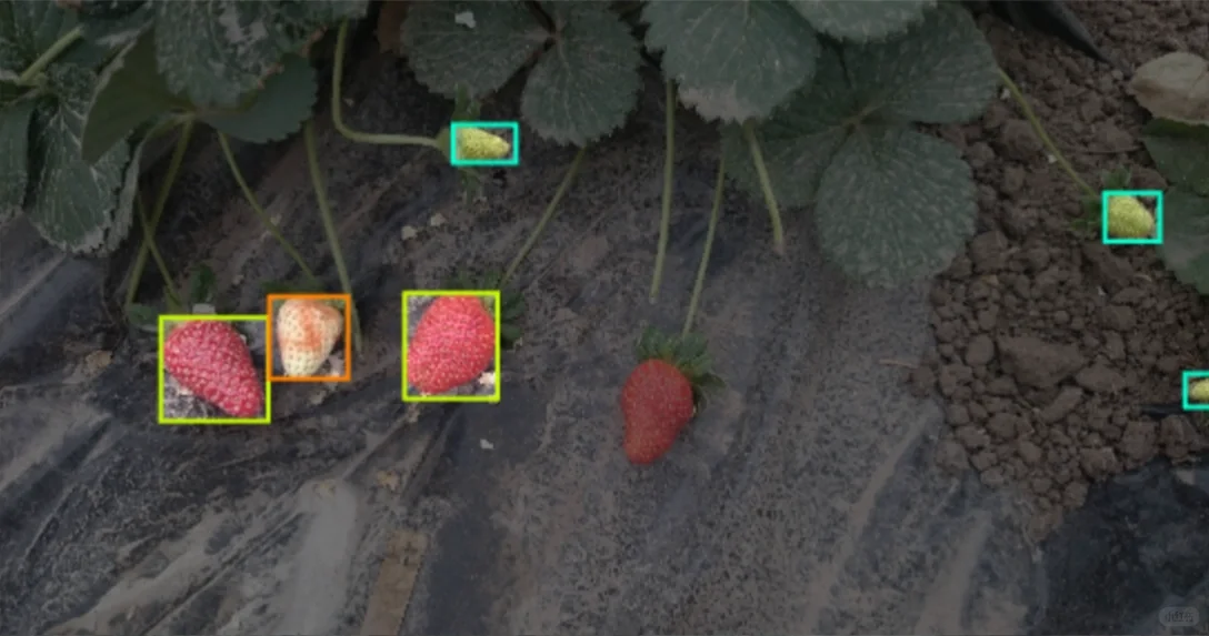 草莓成熟度识别图像数据集 草莓生长阶段识