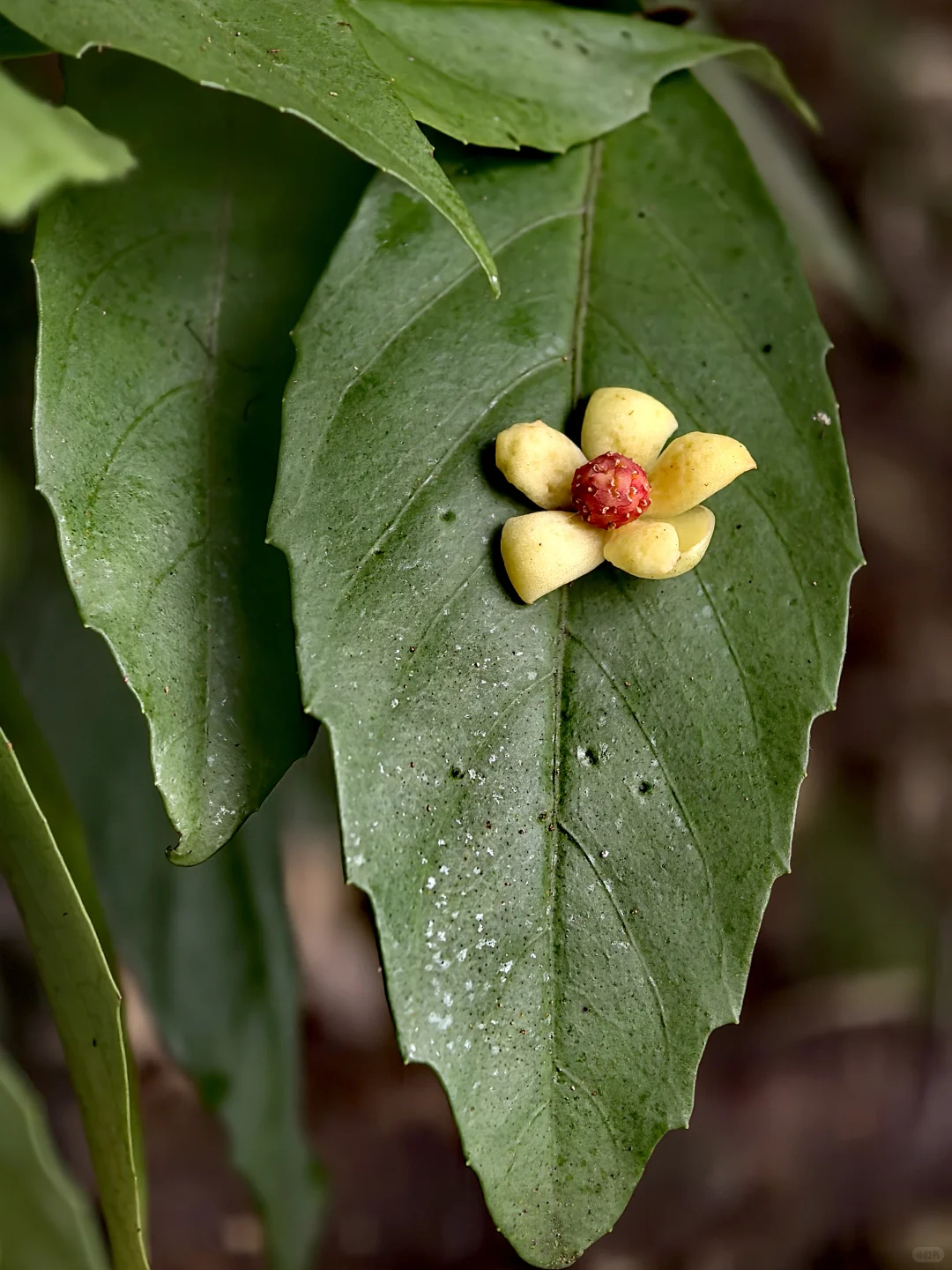 林业调查除了累，其他都挺好
