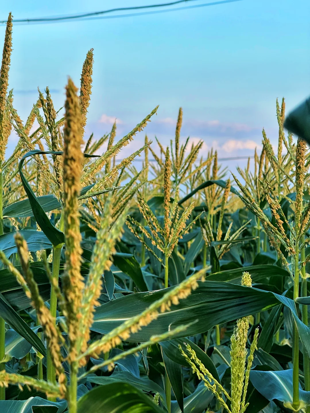 厦门周边游｜翔安这片宝藏玉米地好玩又出片～