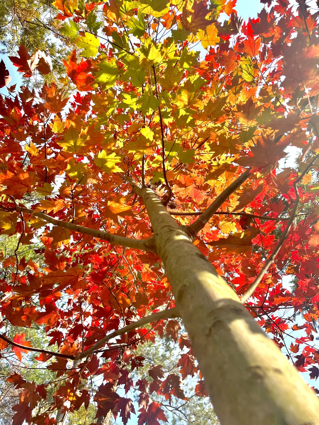 深秋也不过一棵树