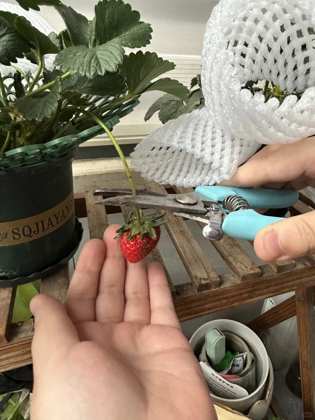 阳台真热闹，在家做果农！