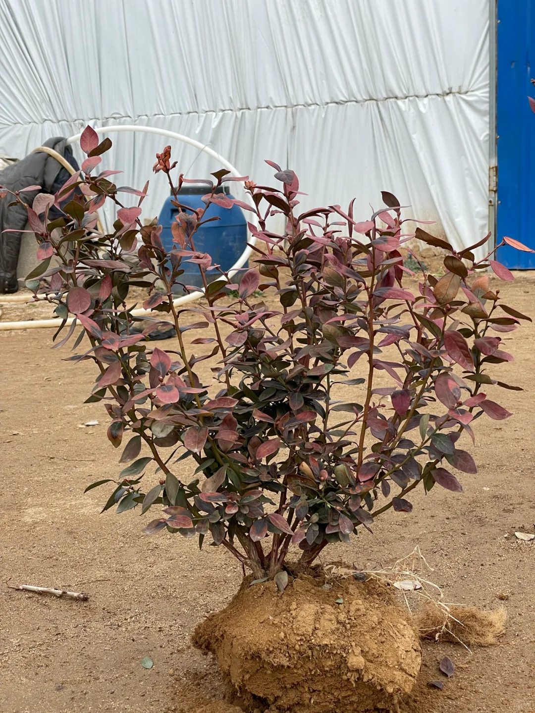 ?非常适合在家里种的几款水果? ?