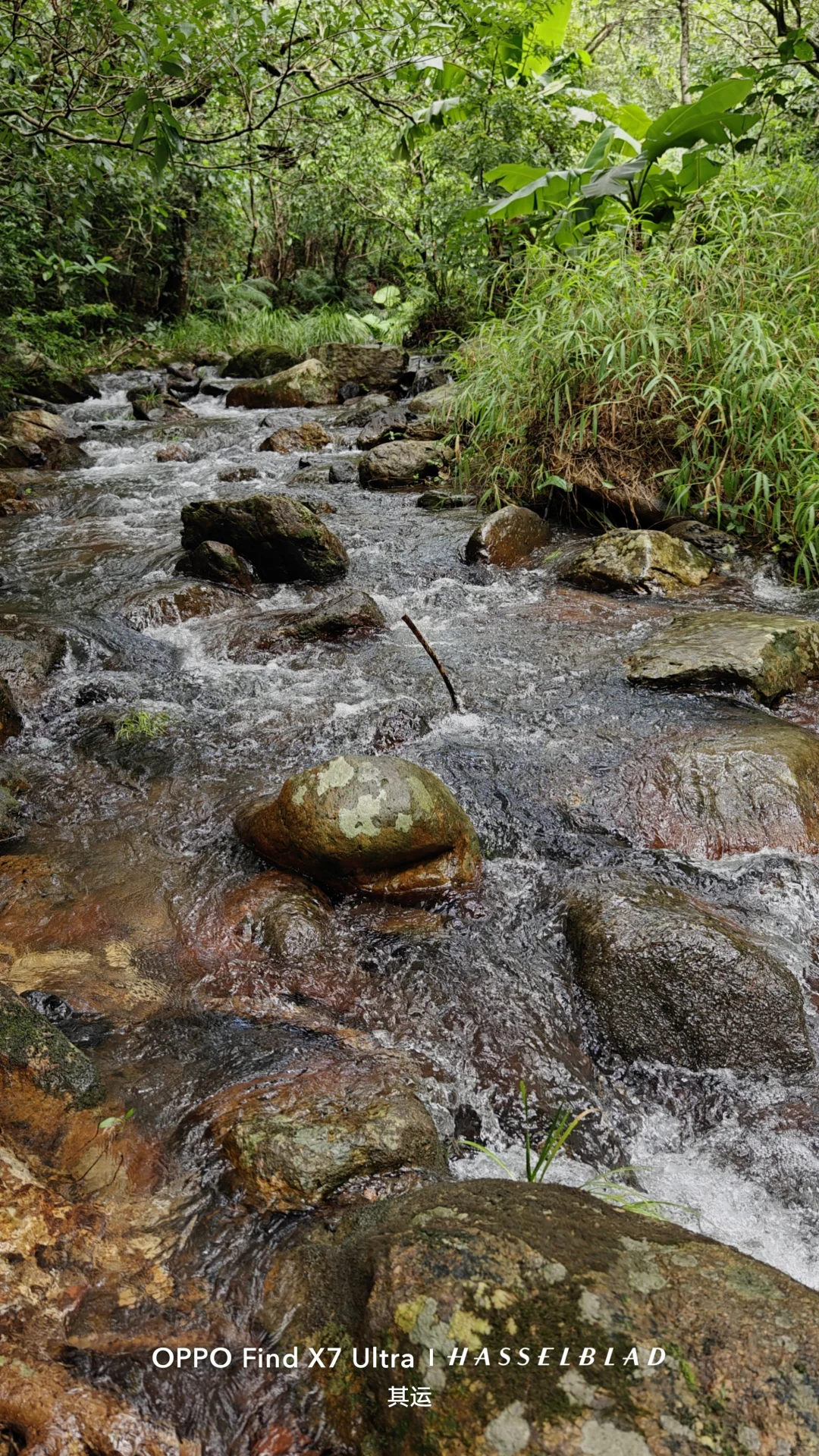 广东原生龟鳖调查(Day 13)