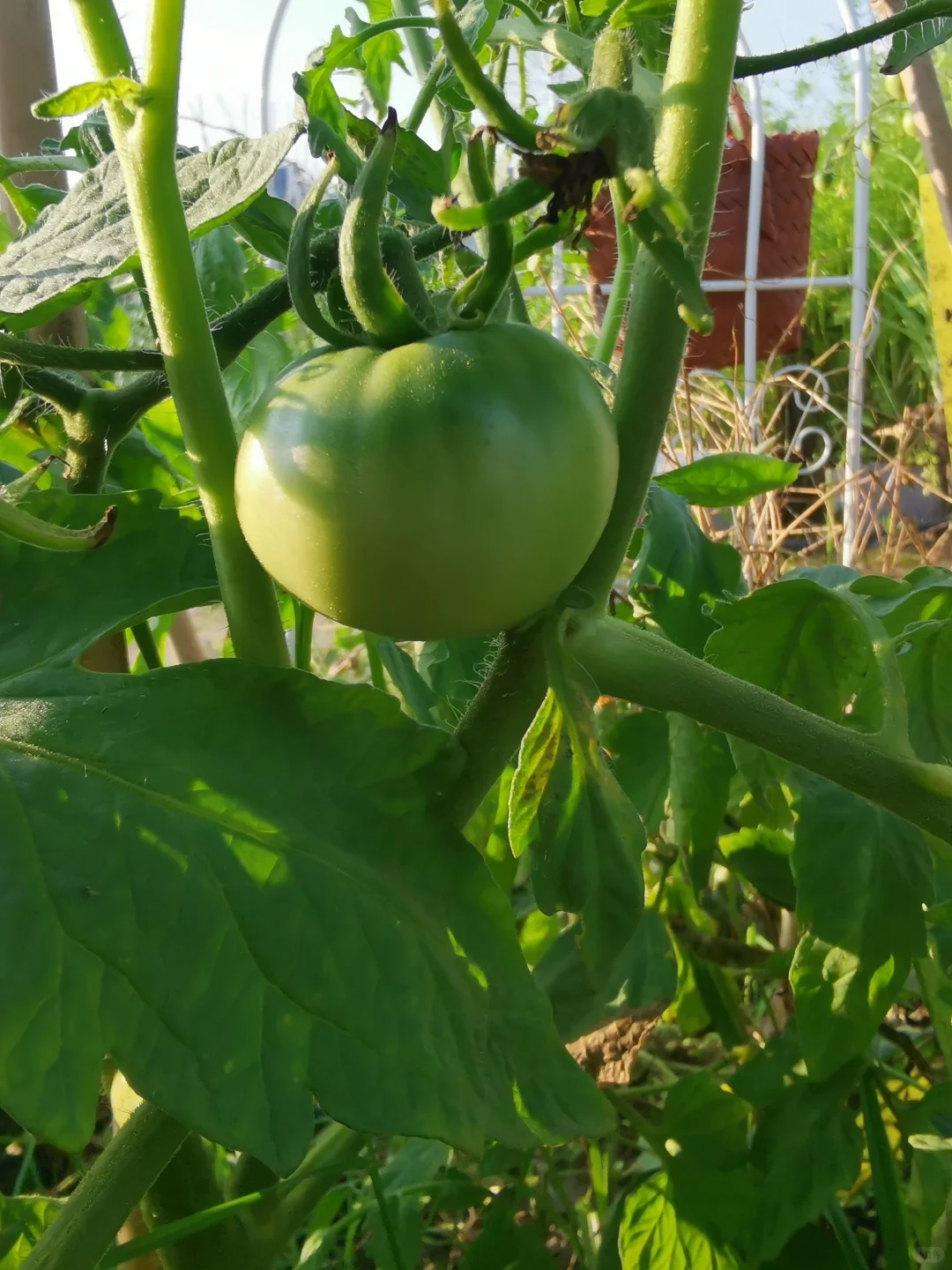 草莓番茄?也开始结果啦