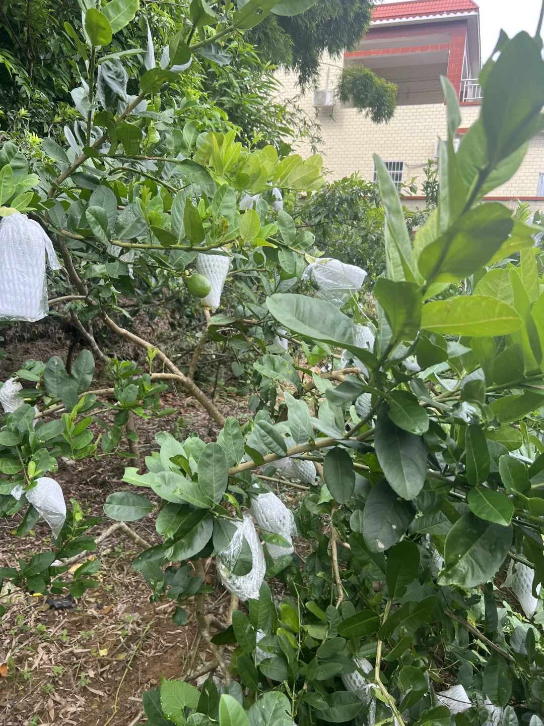 丰收的季节～各种水果