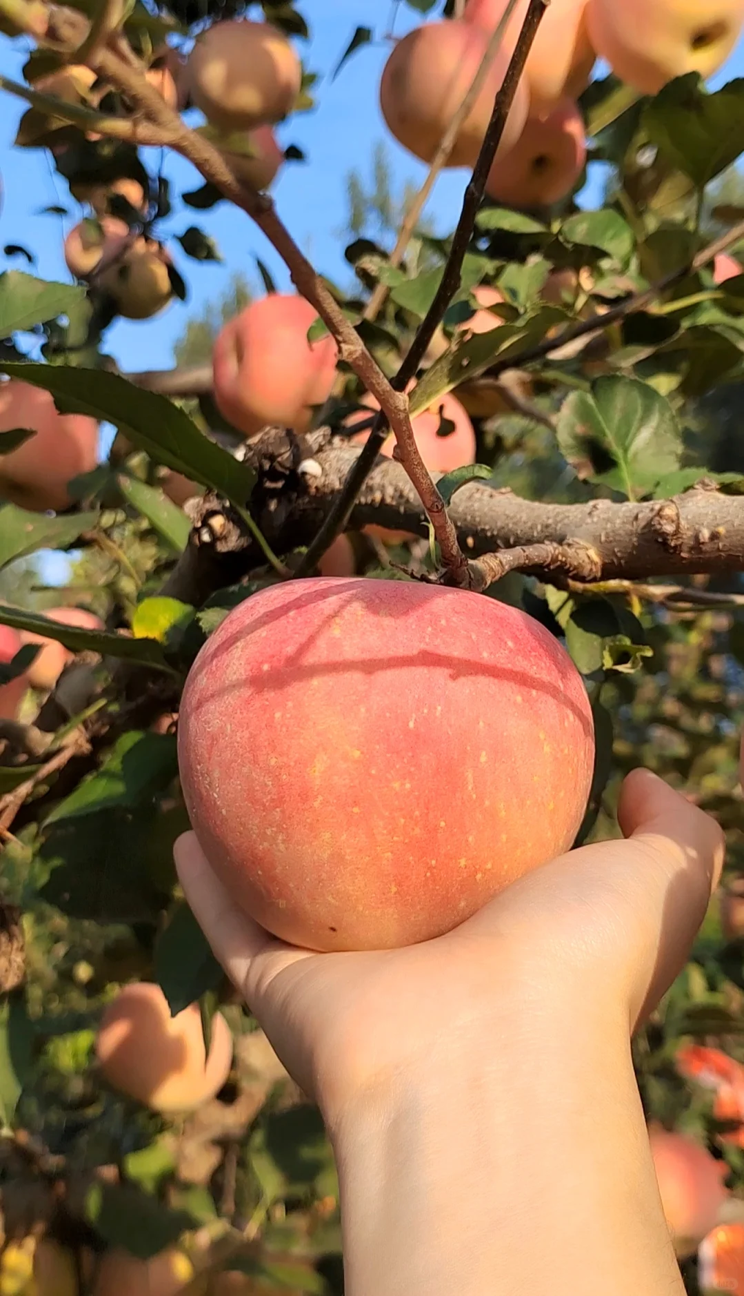 谁说北京秋冬只能逛公园？来昌平苹果小镇！