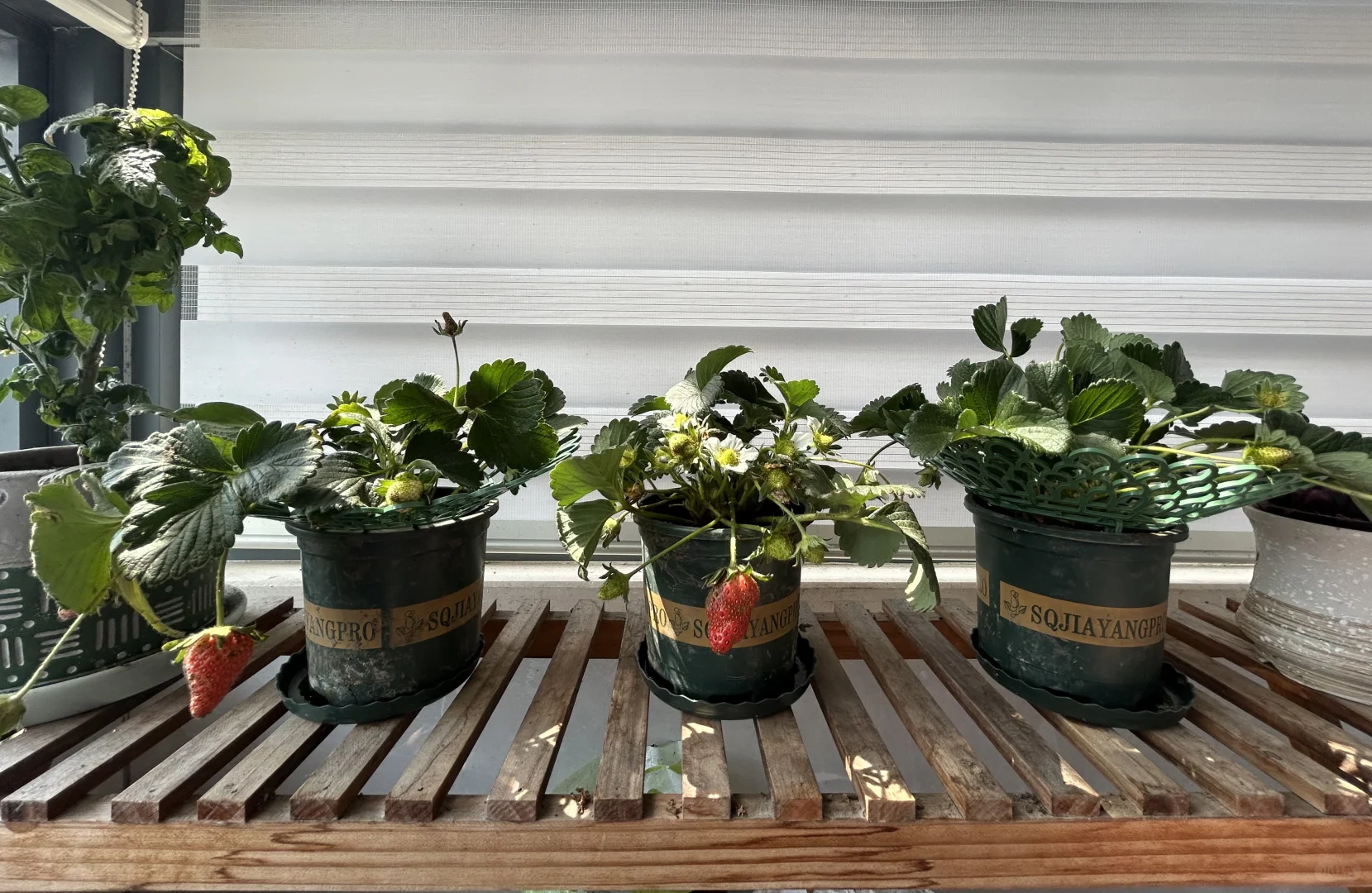 阳台真热闹，在家做果农！