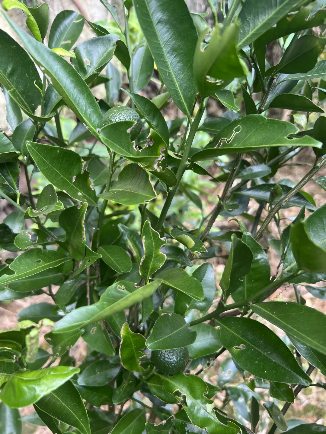 丰收的季节～各种水果