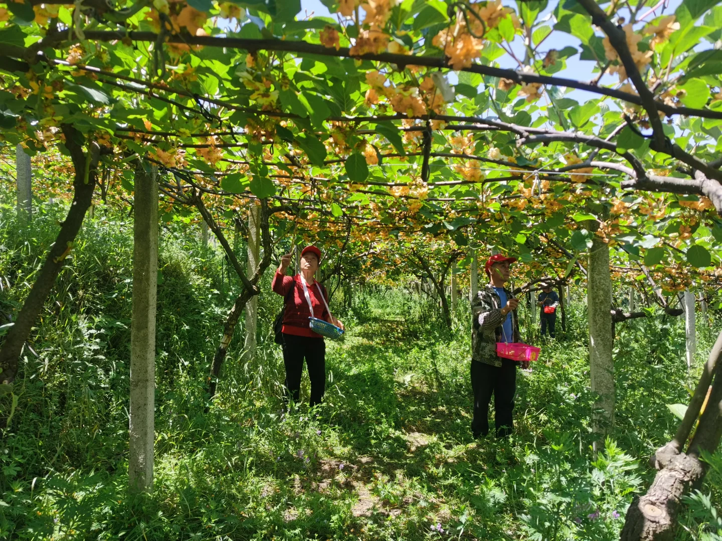 种植猕猴桃也算解决了一点点的人就业
