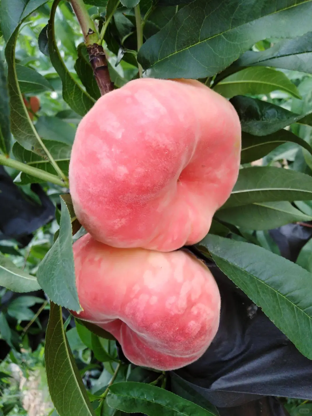 元梦之星农场赏析初心32小时作物蟠桃