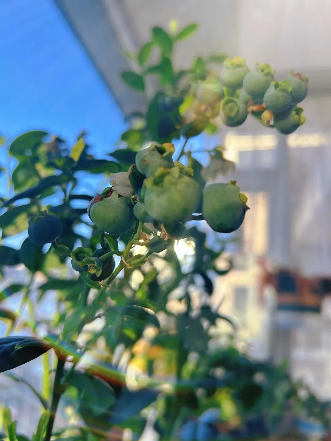 果实的丰收总是让人那么喜悦