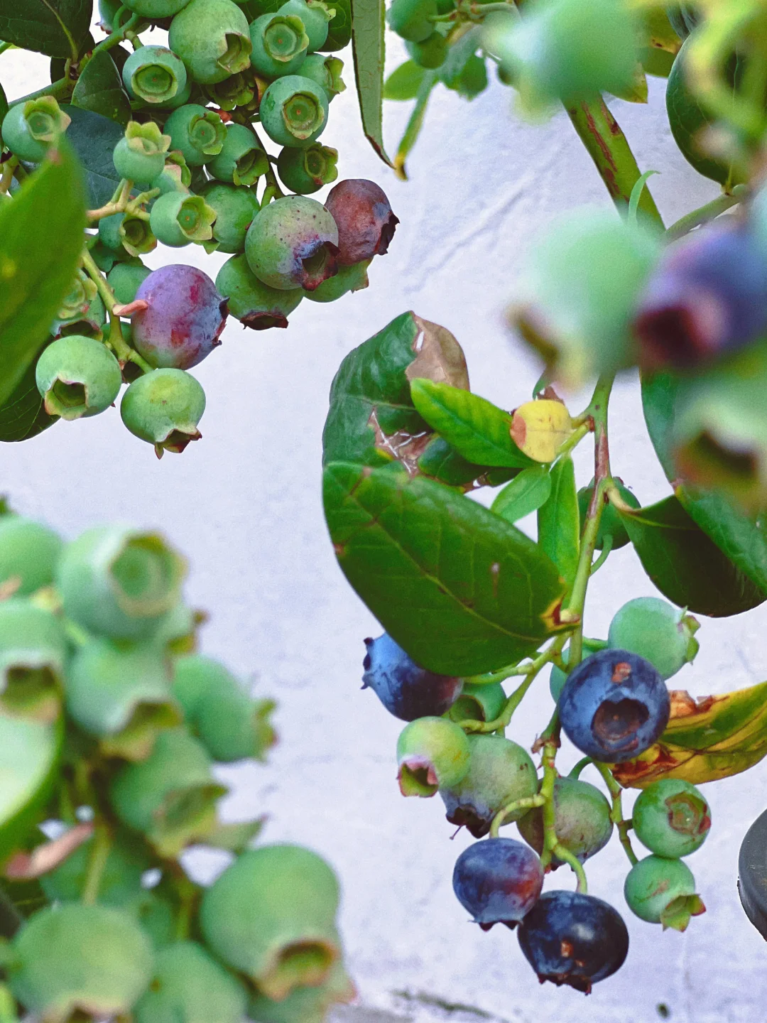 养花哪有种果快乐