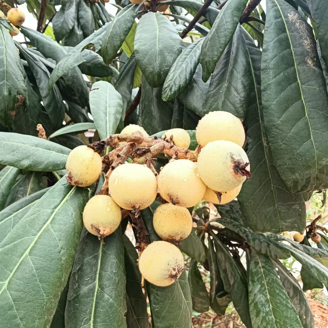 广西真的能种好多水果！！