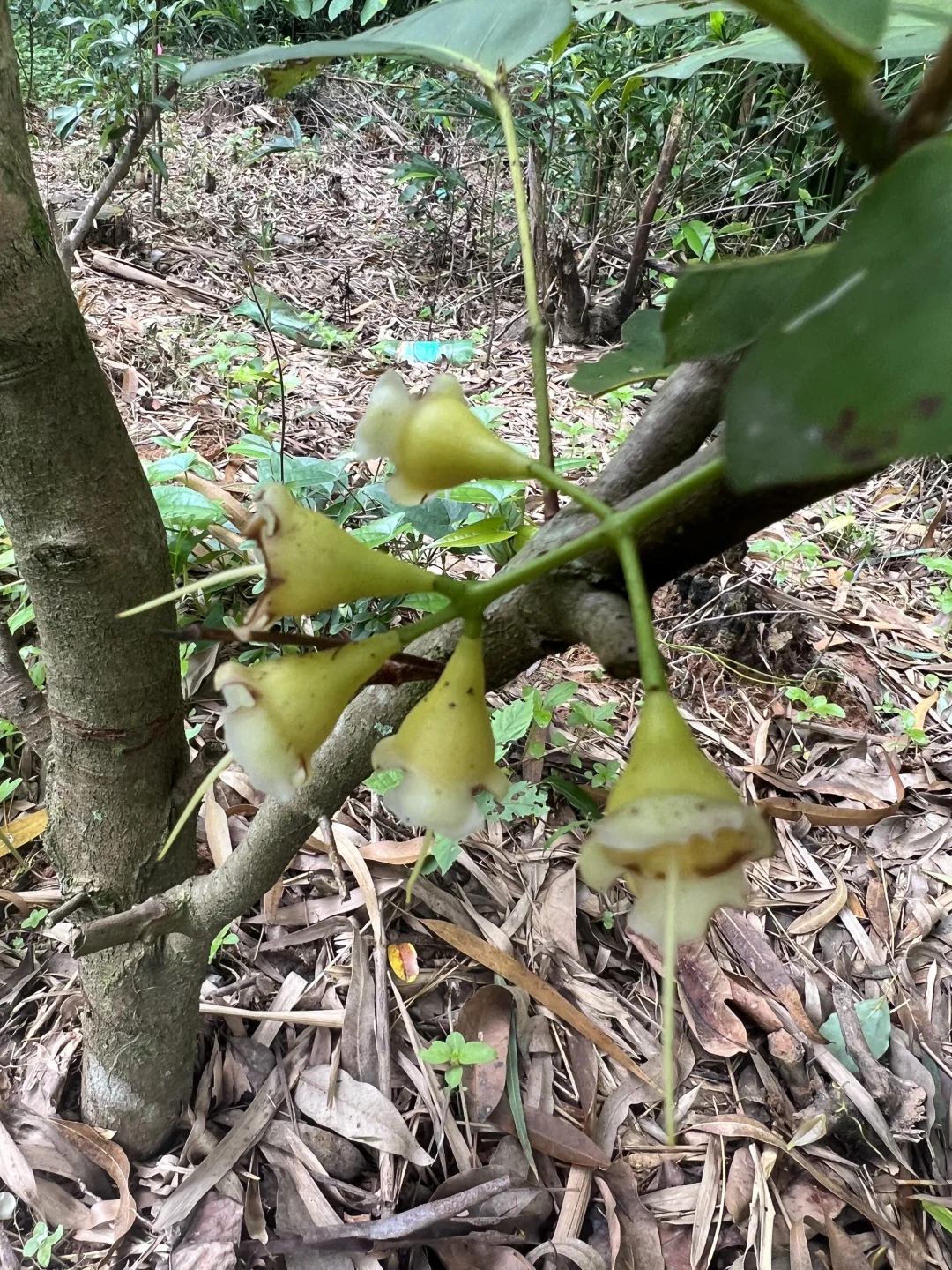 丰收的季节～各种水果