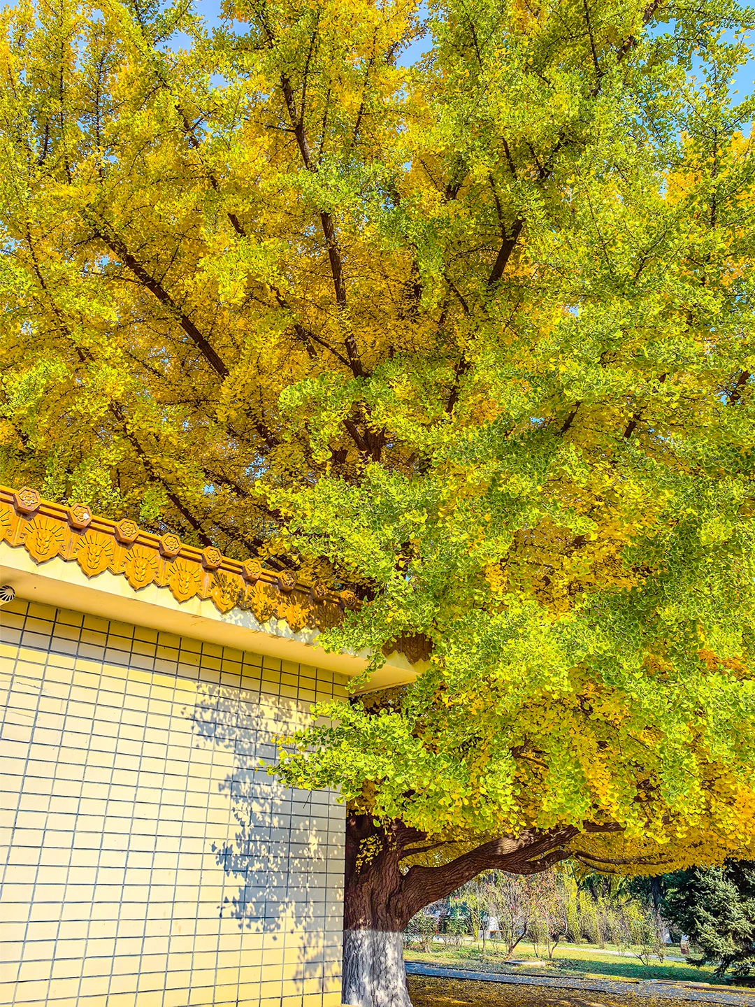 11.19全国农业展览馆｜打卡北京最后的秋天