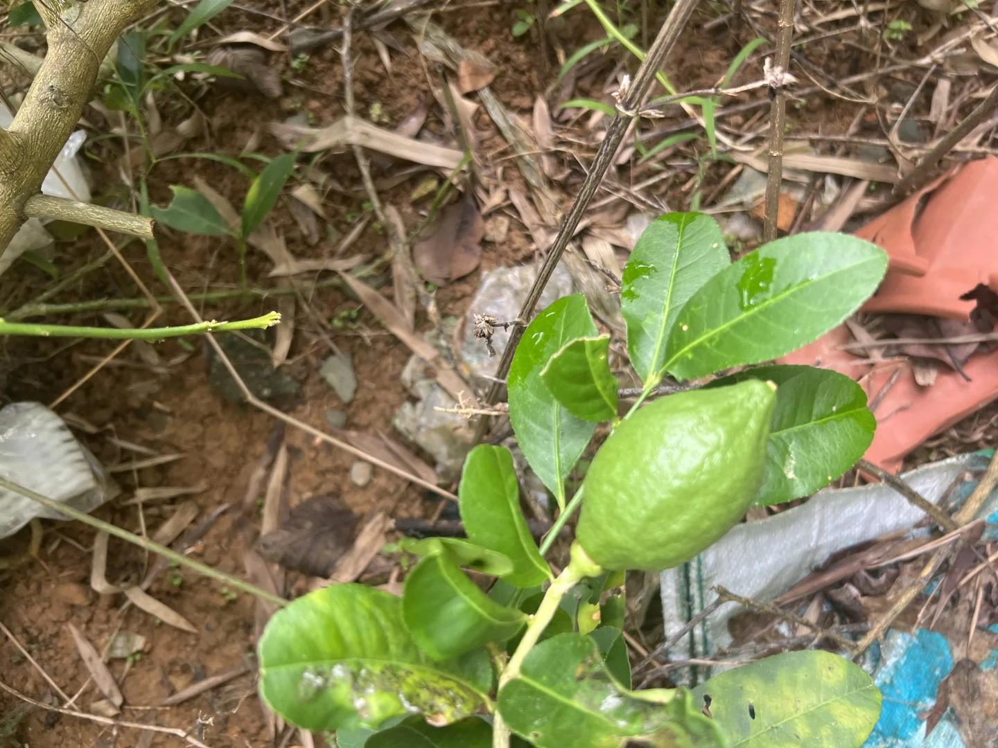 丰收的季节～各种水果