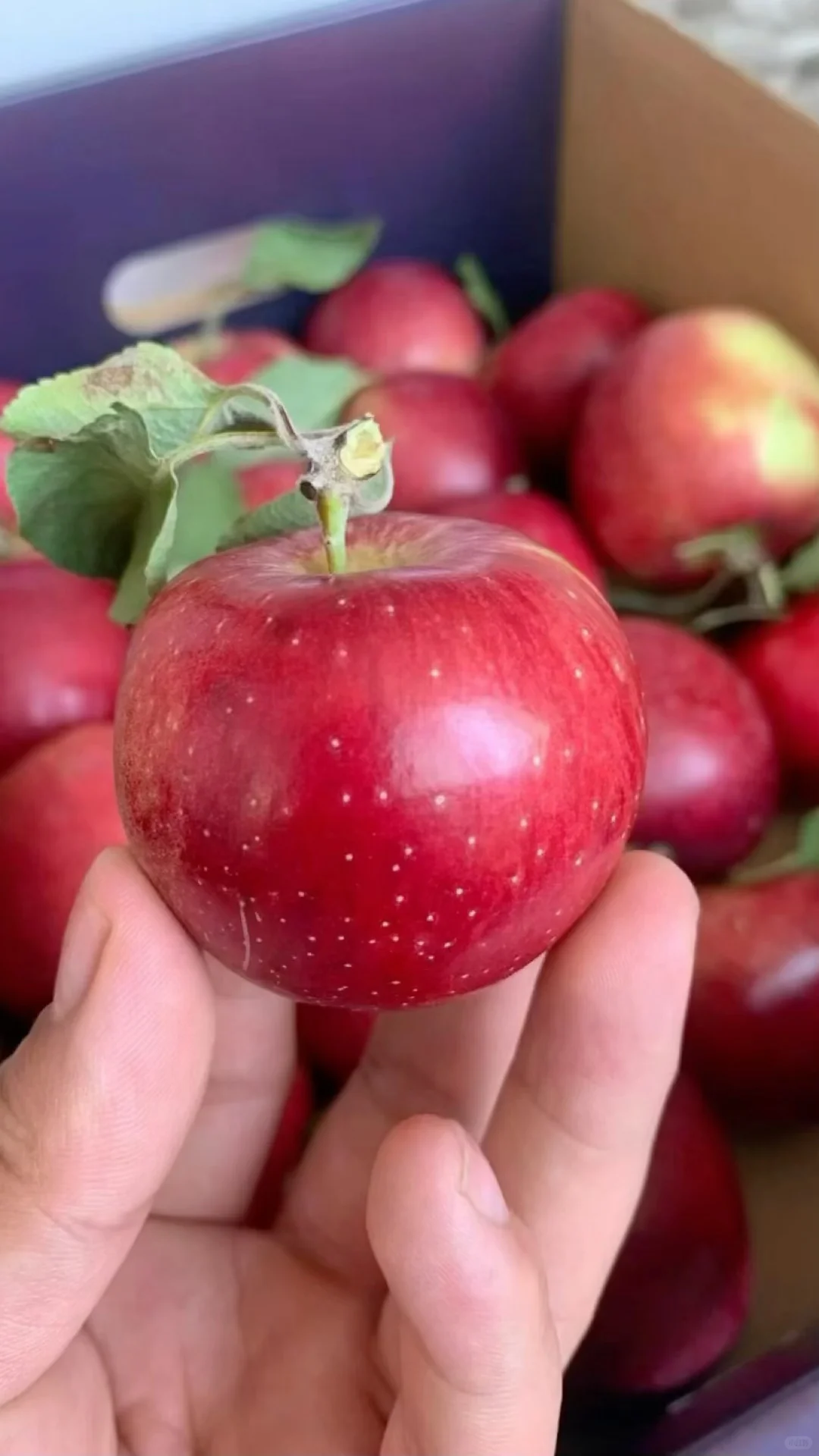 脆甜可口的樱桃?小苹果上市啦～十几带走！