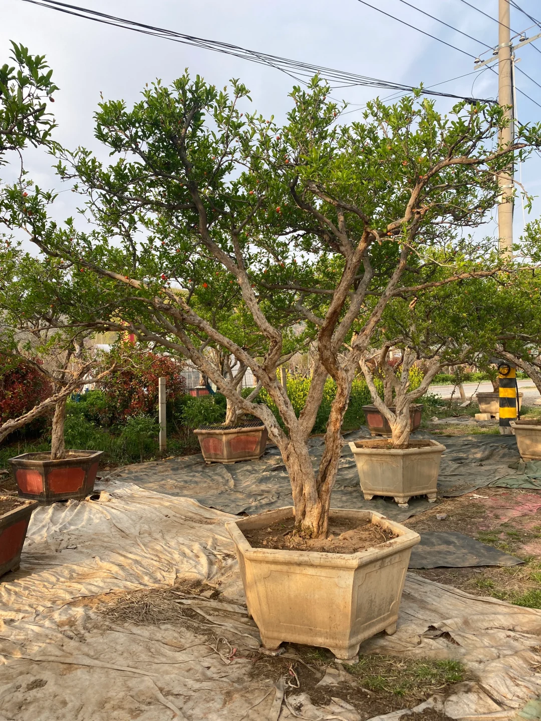 精品大红袍石榴树