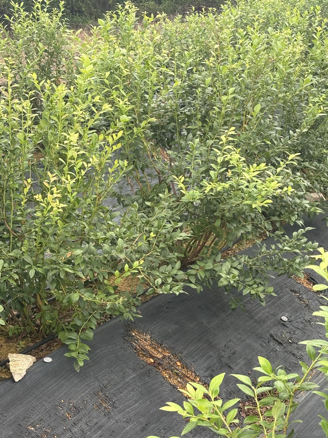 秋天降温后树长的贼快