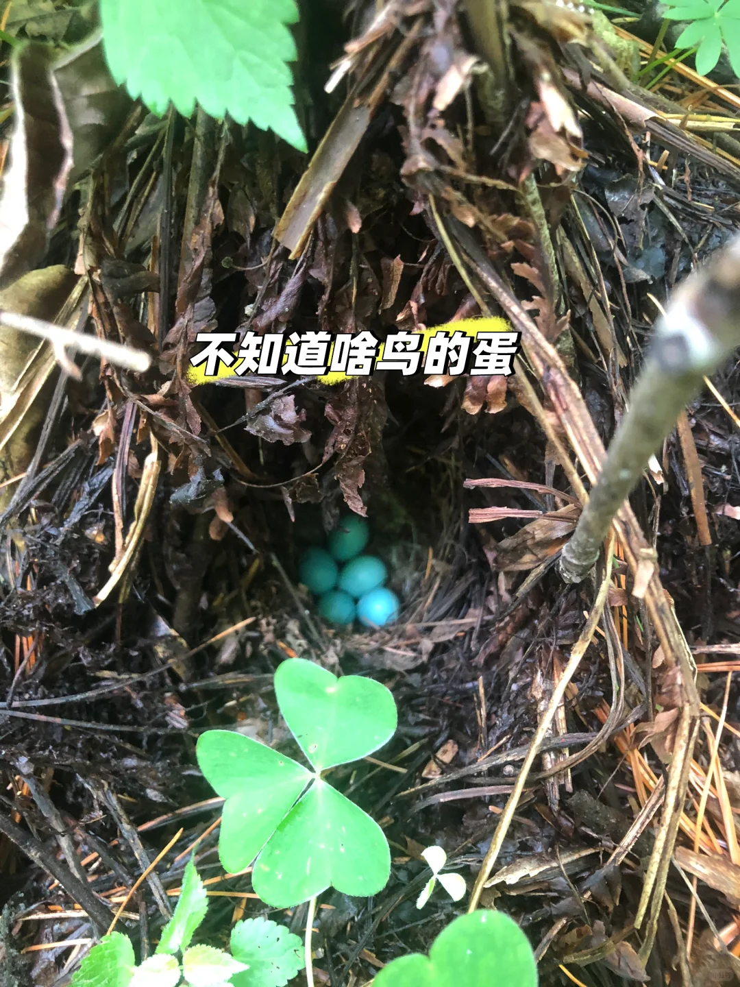 你不知道的长白山林业人