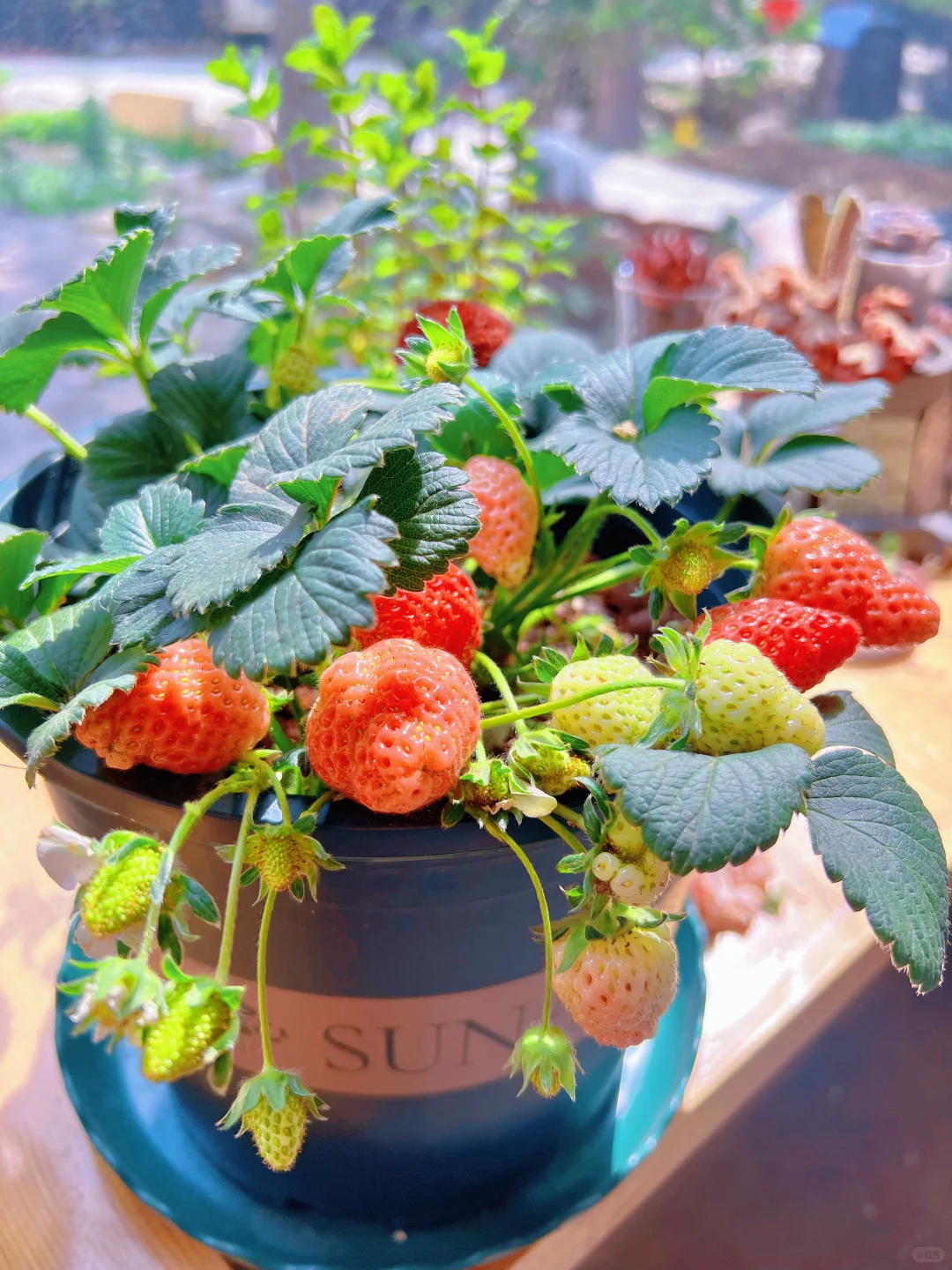 养花哪有种果快乐