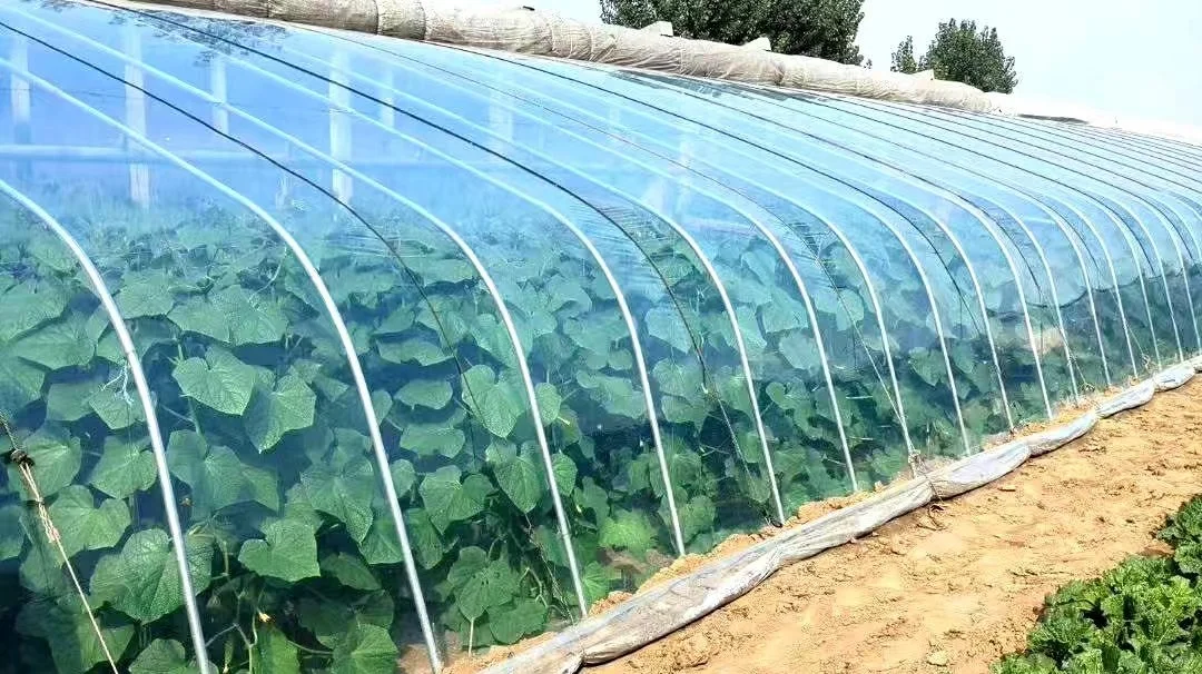 这款精品转光PO膜能让果子早两周上市