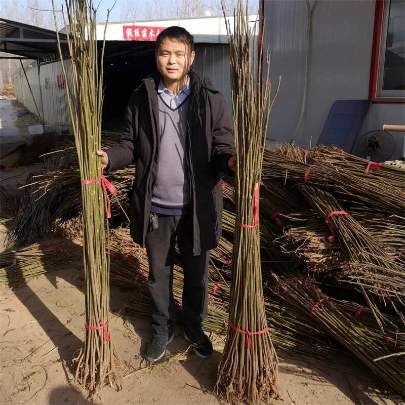 蓝莓苗,高端蓝莓种植的高效投资选择