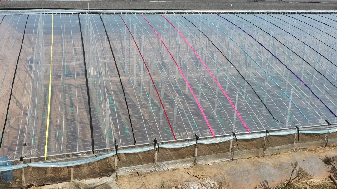 这款精品转光PO膜能让果子早两周上市