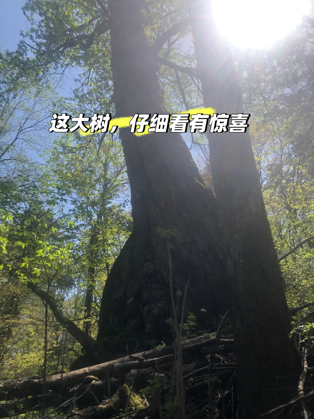 你不知道的长白山林业人