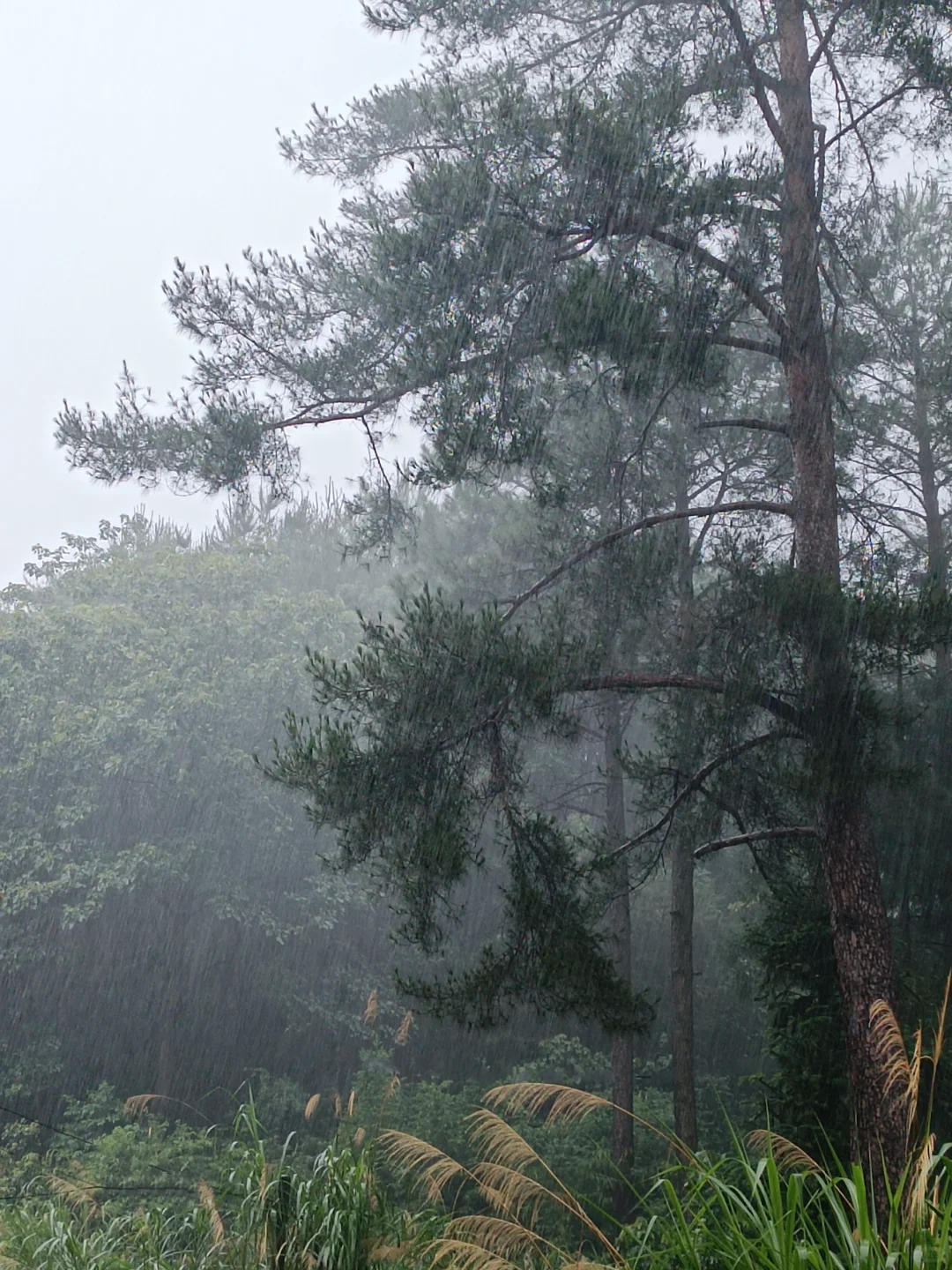 一般人真心不要读林学