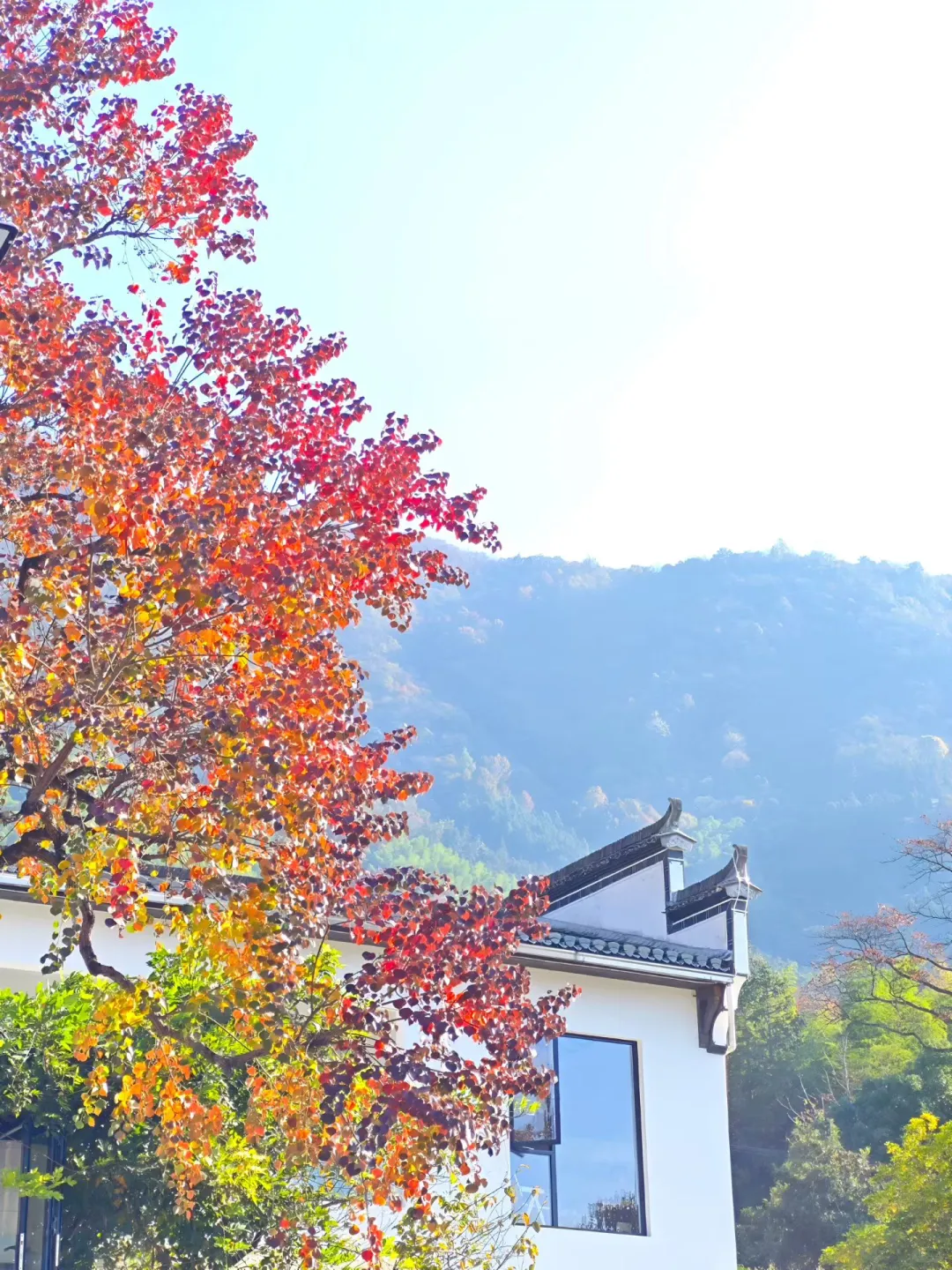 交换你拍的深秋的树?