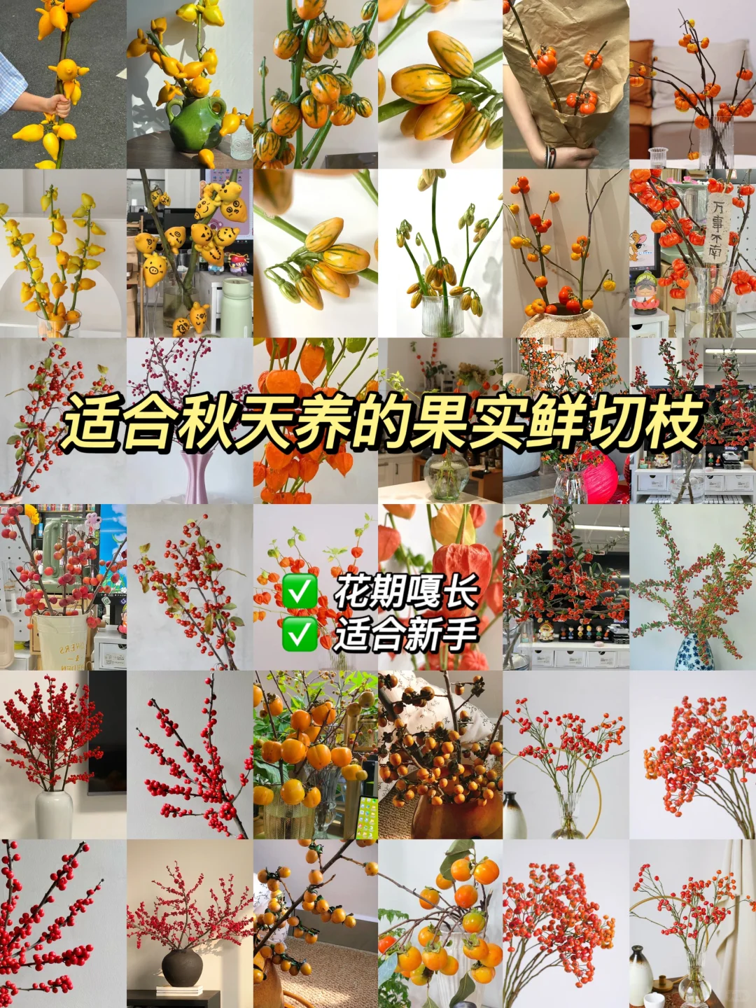 原来还有果实鲜切枝这种东西！！