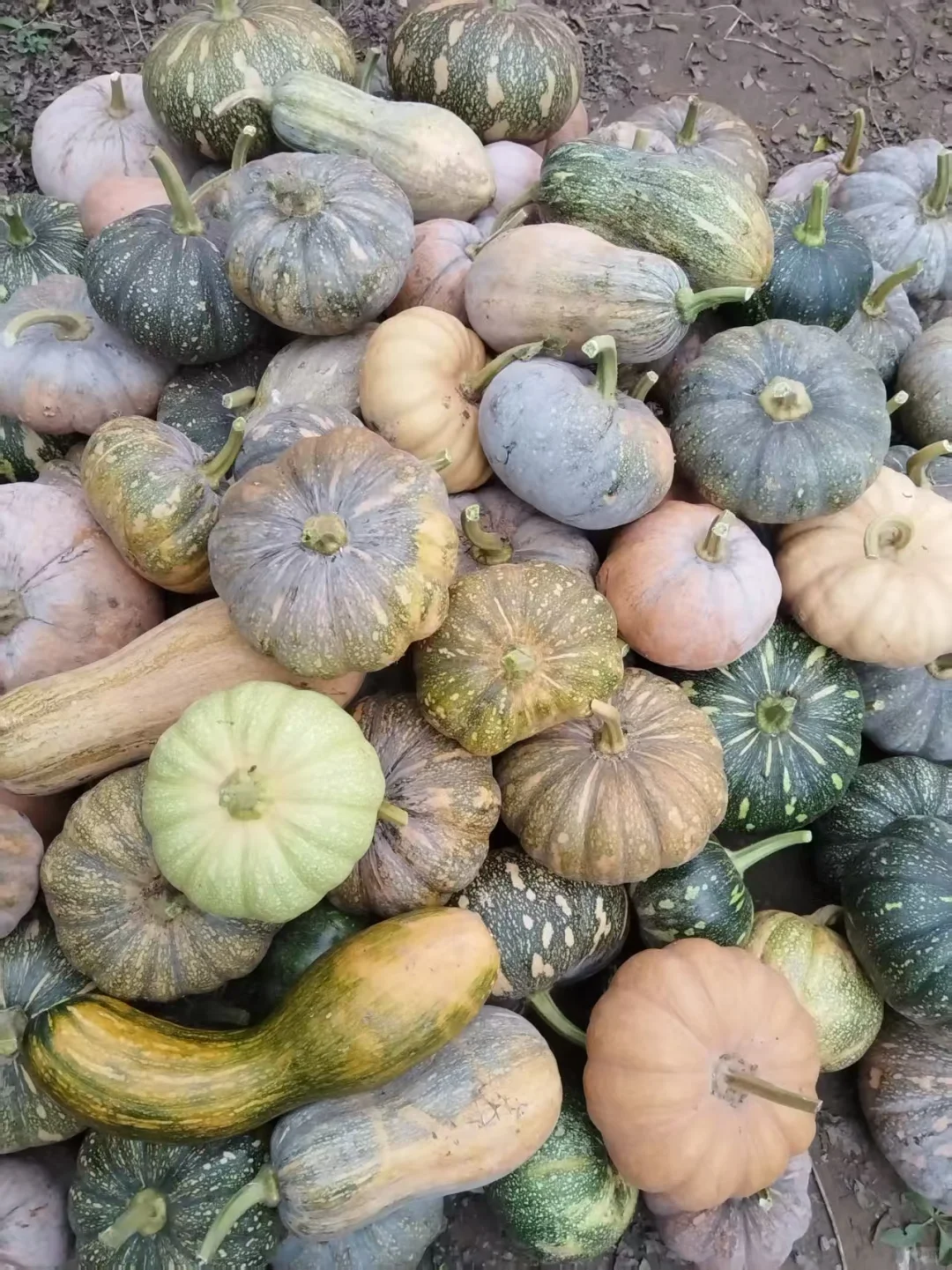 谁说北京秋冬只能逛公园？来昌平苹果小镇！