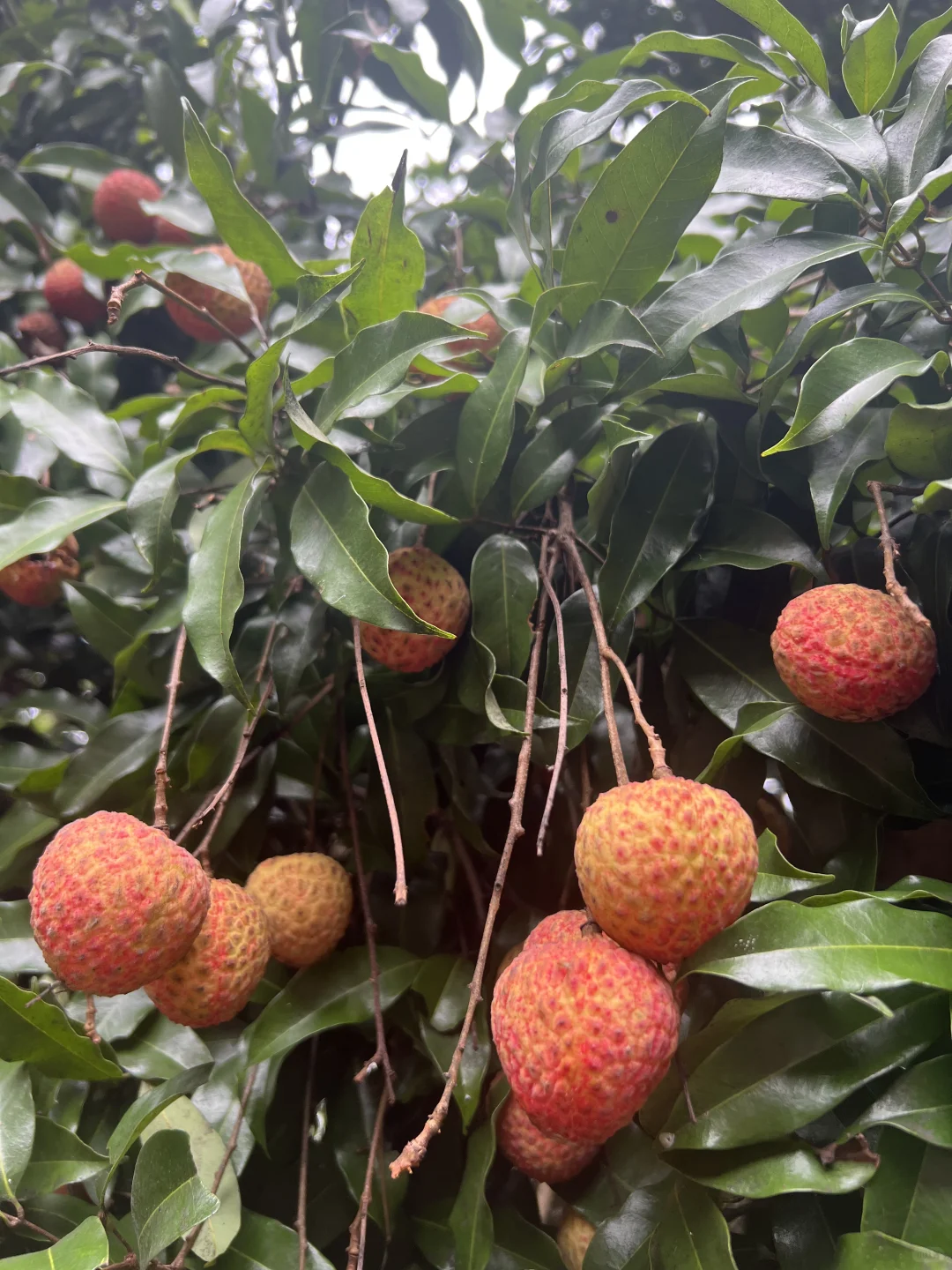 丰收的季节～各种水果