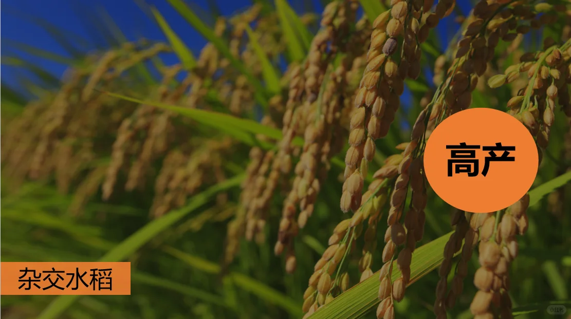 八上4.1中国的农业自用课件分享