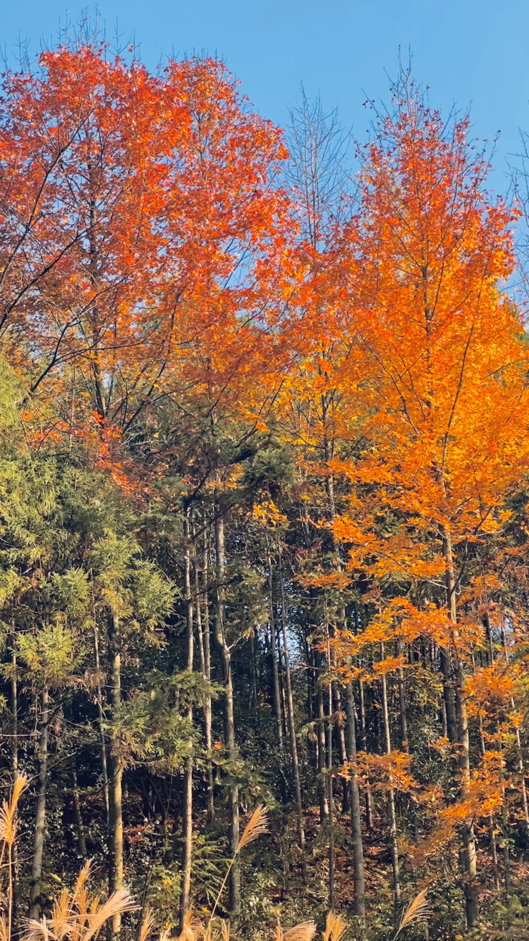 没有捡到菌子忙着看树叶去了?