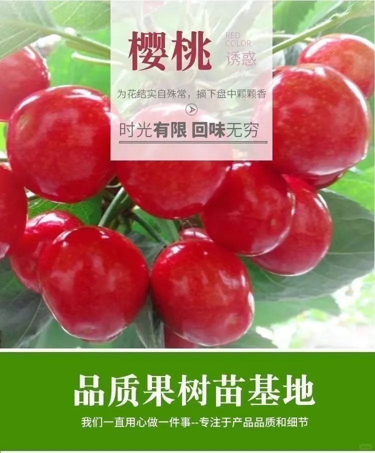 ?栽种樱桃树，享受自然甜蜜?