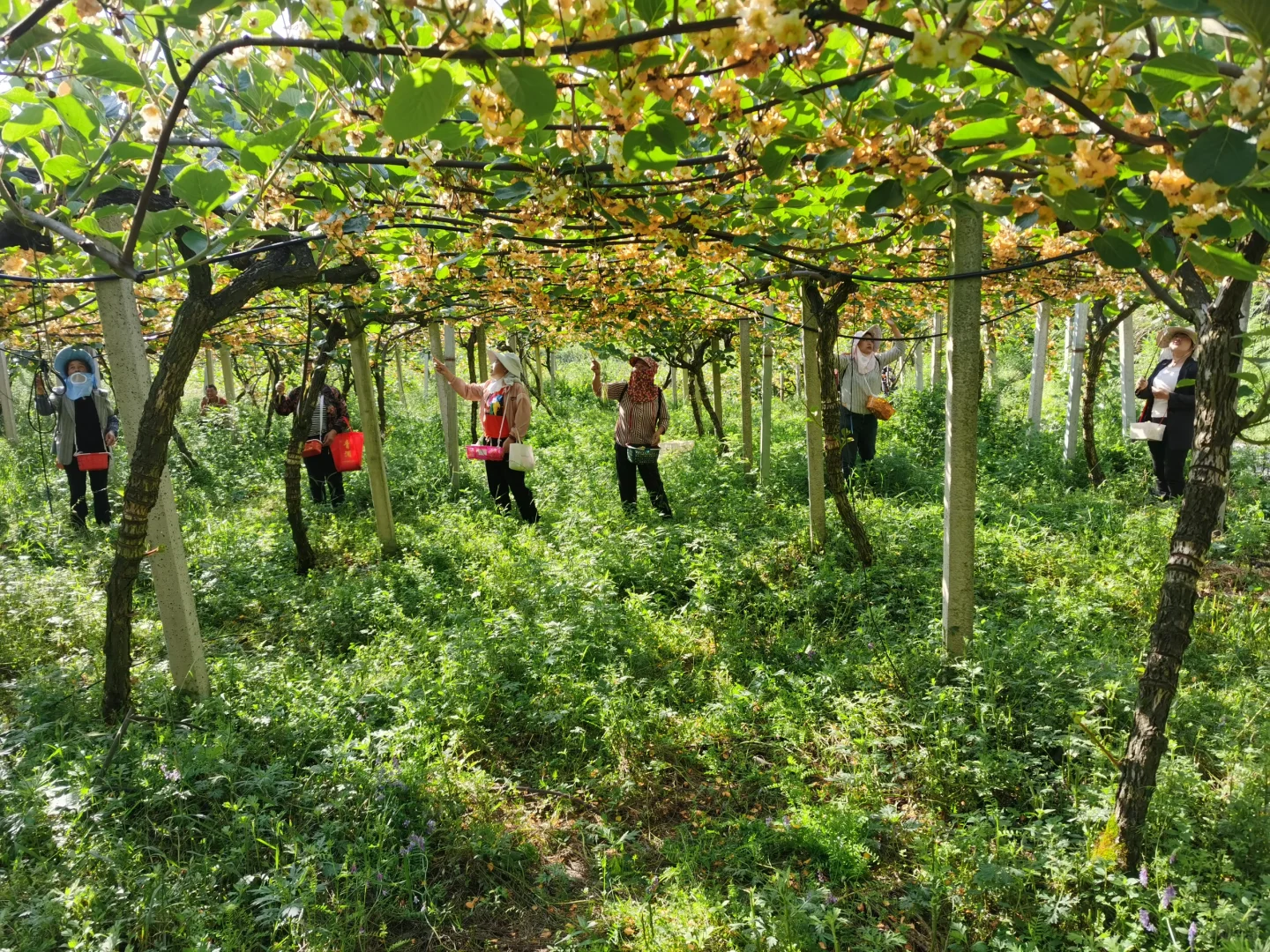 种植猕猴桃也算解决了一点点的人就业